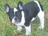 2 chiots Bouledogue Fran&ccedil;ais m&acirc;les LOF de septembre 2021 &agrave; vendre