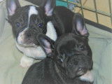 2 chiots Bouledogue Fran&ccedil;ais m&acirc;les LOF de septembre 2021 &agrave; vendre
