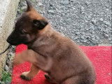 À vendre 4 chiots, 3 mâles 1 femelle, type Malinois non LOF