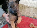 À vendre 4 chiots, 3 mâles 1 femelle, type Malinois non LOF