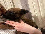 Chiots de race Berger Belge Malinois à vendre (2 femelles)