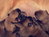 Chiots de race Berger Belge Malinois à vendre (2 femelles)