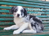Chiots de race Border Collie non LOF d’octobre 2021 en vente