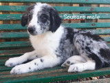 Chiots de race Border Collie non LOF d’octobre 2021 en vente