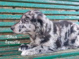 Chiots de race Border Collie non LOF d’octobre 2021 en vente