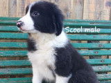 Chiots de race Border Collie non LOF d’octobre 2021 en vente