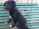 Chiots de race Border Collie non LOF d’octobre 2021 en vente