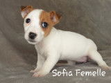 En vente : Chiots de race Jack Russel d’octobre 2021 non LOF