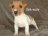 En vente : Chiots de race Jack Russel d’octobre 2021 non LOF
