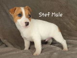 En vente : Chiots de race Jack Russel d’octobre 2021 non LOF