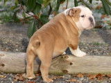 Chiot Bouledogue Anglais LOF fauve et blanc &agrave; vendre