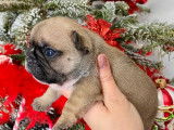 Chiots Bouledogue Fran&ccedil;ais LOF &agrave; r&eacute;server