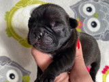 Chiots Bouledogue Français LOF à réserver