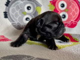 Chiots Bouledogue Français LOF à réserver
