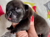 Chiots Bouledogue Français LOF à réserver