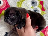 Chiots Bouledogue Français LOF à réserver