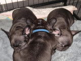 Trois chiots m&acirc;les Bouledogue Fran&ccedil;ais non LOF de couleur noire &agrave; vendre