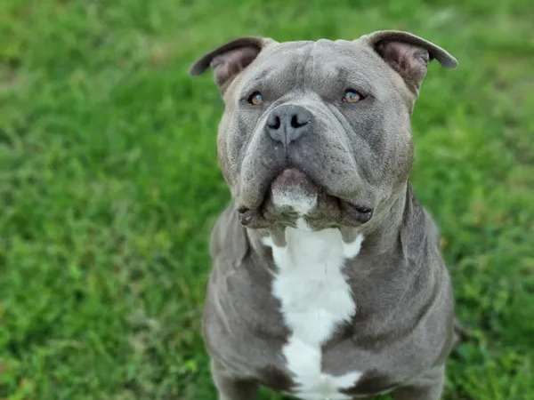 À vendre un chien American Bully de deux ans non LOF au pelage bleu et blanc