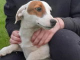 Trois chiots mâles Jack Russell non LOF au pelage bicolore à vendre