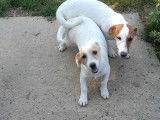 Trois chiots mâles Jack Russell non LOF au pelage bicolore à vendre