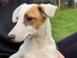 Trois chiots mâles Jack Russell non LOF au pelage bicolore à vendre