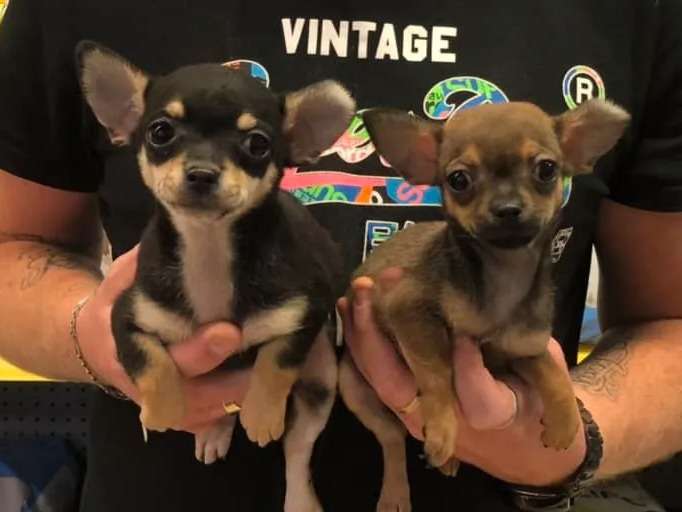 Huit chiots Chihuahua mâles et femelles non LOF à acheter