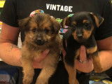 Quatre chiots croisés Yorkshire / Pinscher non LOF disponibles de suite