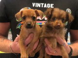 Quatre chiots croisés Yorkshire / Pinscher non LOF disponibles de suite