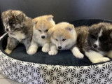 Quatre chiots Akita Inu non LOF disponibles à la vente
