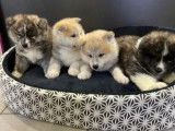 Quatre chiots Akita Inu non LOF disponibles à la vente
