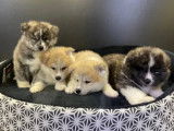 Quatre chiots Akita Inu non LOF disponibles à la vente