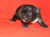 À réserver un chiot femelle Bouledogue Français non LOF au pelage noir