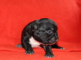 À réserver un chiot femelle Bouledogue Français non LOF au pelage noir