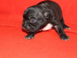 À réserver un chiot femelle Bouledogue Français non LOF au pelage noir