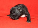 À réserver un chiot femelle Bouledogue Français non LOF au pelage noir