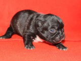 À réserver un chiot femelle Bouledogue Français non LOF au pelage noir