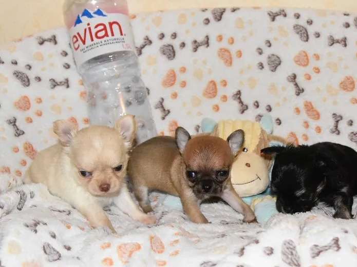 Quatre chiots Chihuahua LOF disponibles à la vente