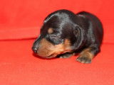 À réserver deux chiots femelles croisées Teckel Kaninchen et Teckel Nain non LOF au pelage noir et feu