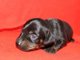 À réserver deux chiots femelles croisées Teckel Kaninchen et Teckel Nain non LOF au pelage noir et feu