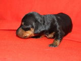 À réserver deux chiots femelles croisées Teckel Kaninchen et Teckel Nain non LOF au pelage noir et feu