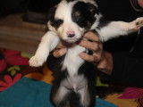 À réserver six chiots Border Collie non LOF