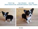 Chihuahua disponible pour saillie