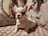Femelle Bouledogue Français LOF blanche à vendre