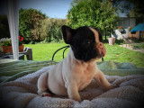 Chiot Bouledogue Français LOF caille bringé à vendre