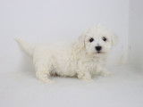 Chiots Bichon Frisé LOF à réserver