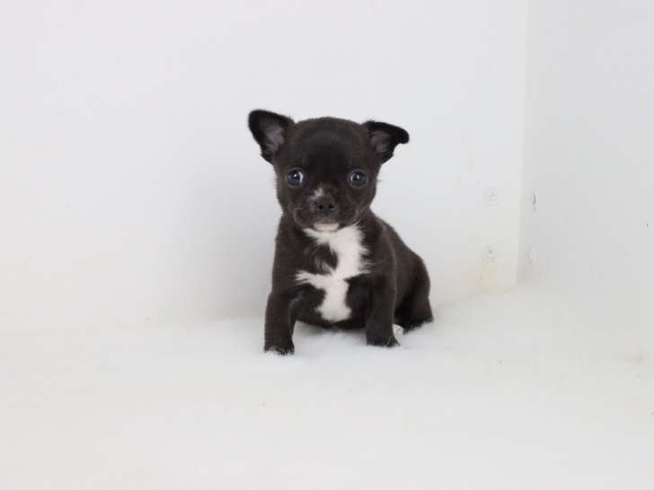 Femelle Chihuahua à poil court noir LOF à vendre