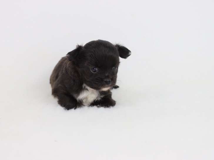 Femelle Chihuahua LOF noire à poil long à vendre
