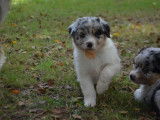 Femelle Berger Australien LOF bleue merle à vendre
