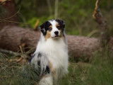 Etalon Berger Australien bleu merle LOF disponible pour saillie
