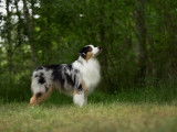 Etalon Berger Australien bleu merle LOF disponible pour saillie